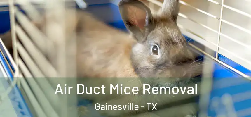  Air Duct Mice Removal Gainesville - TX
